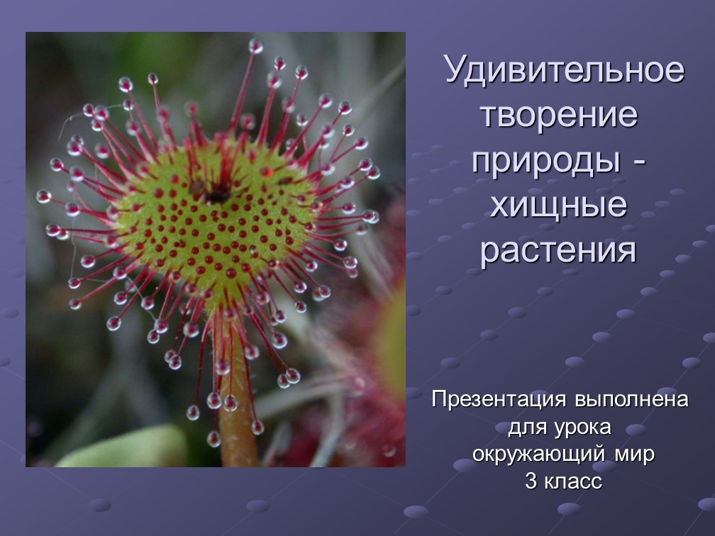 Презентация по окружающему миру на тему "Растения-хищники" Учебники, Презентации и Подготовка к Экзаменам для Школьников на Klass-Uchebnik.com