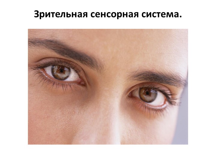 Презентация по Анатомии человека "Зрительная сенсорная система" Учебники, Презентации и Подготовка к Экзаменам для Школьников на Klass-Uchebnik.com