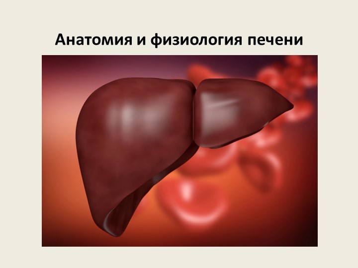 Презентация по анатомии человека на тему "Анатомия и физиология печени" Учебники, Презентации и Подготовка к Экзаменам для Школьников на Klass-Uchebnik.com