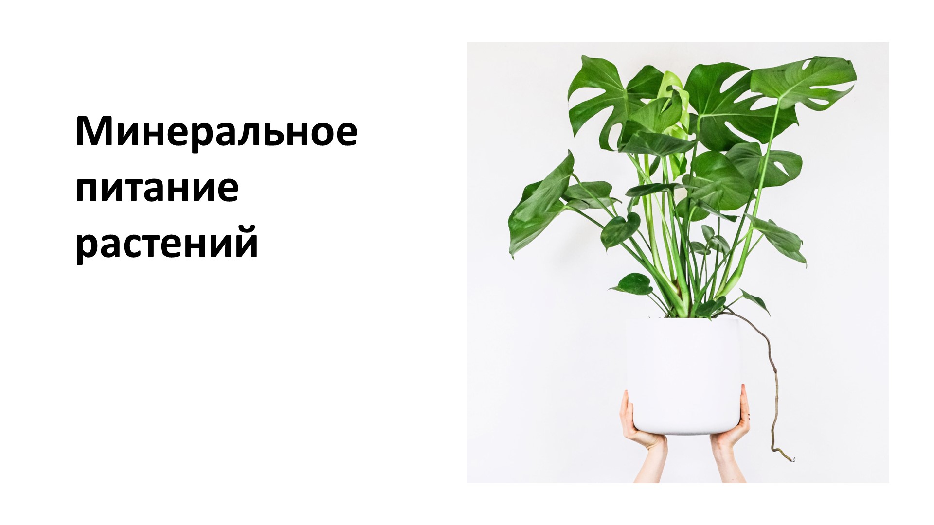 Презентация по биологии на тему "Минеральное питание растений" (6 класс) Учебники, Презентации и Подготовка к Экзаменам для Школьников на Klass-Uchebnik.com