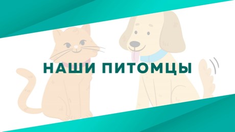 Урок по теме "Эколята - защитники природы" Учебники, Презентации и Подготовка к Экзаменам для Школьников на Klass-Uchebnik.com