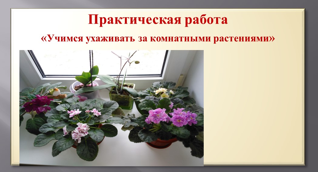 Презентация по уходу за комнатными растениями Учебники, Презентации и Подготовка к Экзаменам для Школьников на Klass-Uchebnik.com