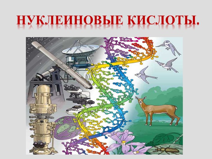 Презентация по биологии на тему "Нуклеиновые кислоты" Учебники, Презентации и Подготовка к Экзаменам для Школьников на Klass-Uchebnik.com