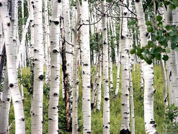 Классный час "Мы за мир" Учебники, Презентации и Подготовка к Экзаменам для Школьников на Klass-Uchebnik.com