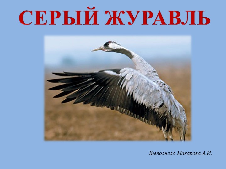 Презентация к уроку биологии "Журавль" Учебники, Презентации и Подготовка к Экзаменам для Школьников на Klass-Uchebnik.com