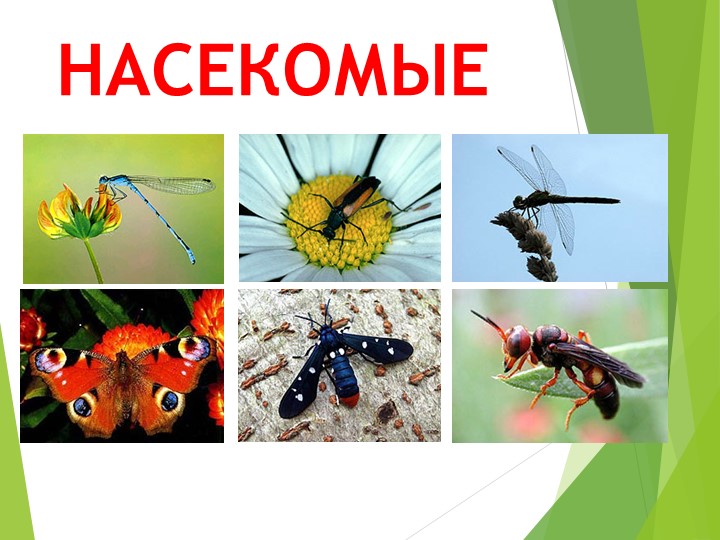 Презентация по биологии на тему НАСЕКОМЫЕ Учебники, Презентации и Подготовка к Экзаменам для Школьников на Klass-Uchebnik.com