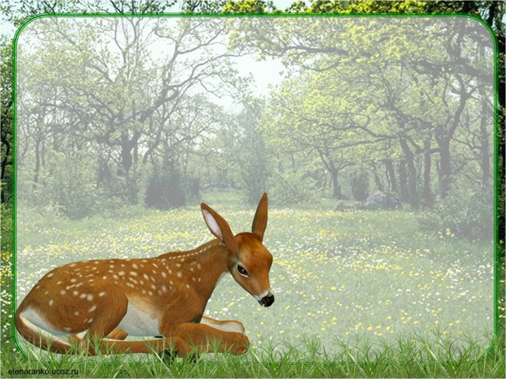 Презентация к уроку по окружающему миру:"Разнообразие животных" Учебники, Презентации и Подготовка к Экзаменам для Школьников на Klass-Uchebnik.com