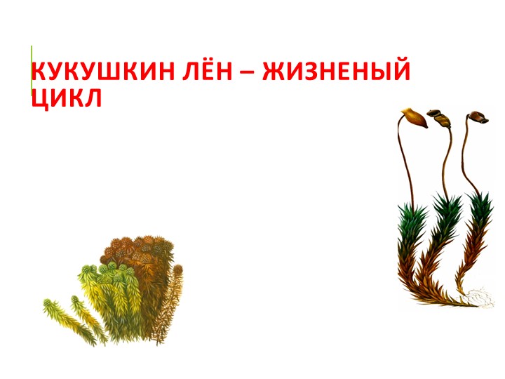 "Кукушкин лен - размножение" Учебники, Презентации и Подготовка к Экзаменам для Школьников на Klass-Uchebnik.com