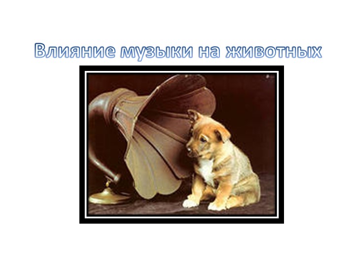 Консультация :Влияние музыки на животных Учебники, Презентации и Подготовка к Экзаменам для Школьников на Klass-Uchebnik.com