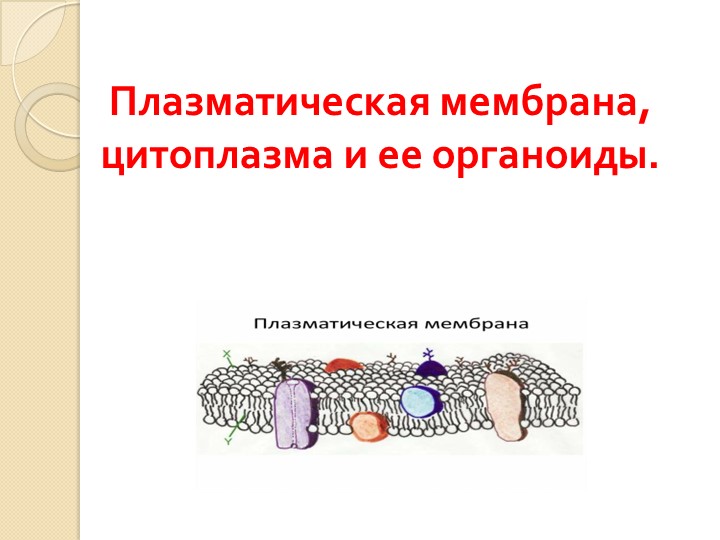 Презентация по биологии на тему "Плазматическая мембрана, цитоплазма и ее органоиды" Учебники, Презентации и Подготовка к Экзаменам для Школьников на Klass-Uchebnik.com