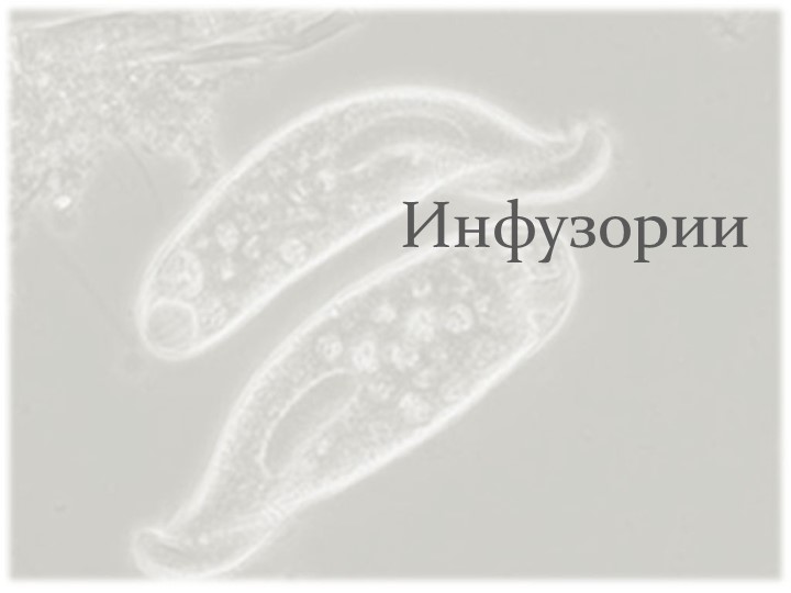 Презентация урока на тему "Инфузории" Учебники, Презентации и Подготовка к Экзаменам для Школьников на Klass-Uchebnik.com