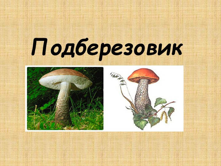 Презентация по окружающему миру " Подберезовик" Учебники, Презентации и Подготовка к Экзаменам для Школьников на Klass-Uchebnik.com