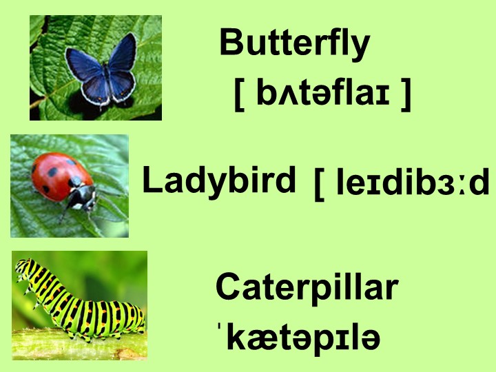 Презентация по английскому языку "Насекомые"(7 класс) Учебники, Презентации и Подготовка к Экзаменам для Школьников на Klass-Uchebnik.com