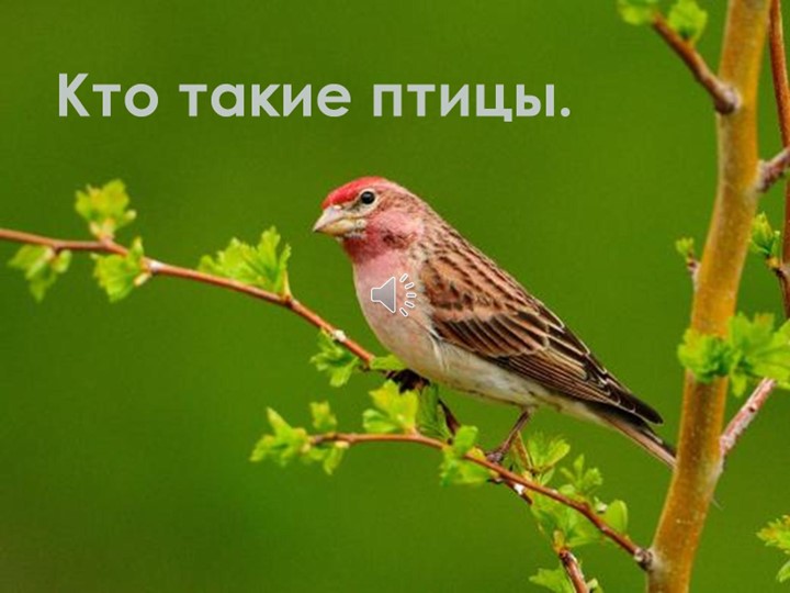 Презентация на тему "Птицы" Учебники, Презентации и Подготовка к Экзаменам для Школьников на Klass-Uchebnik.com