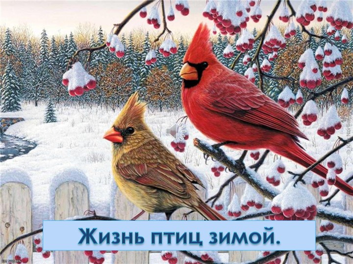 Презентация на тему "Птицы зимой" Учебники, Презентации и Подготовка к Экзаменам для Школьников на Klass-Uchebnik.com