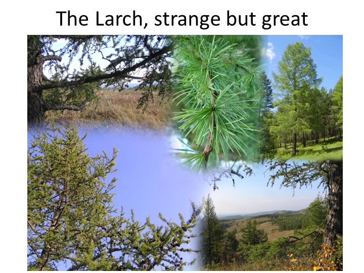 Презентация к открытому уроку "The Larch(лиственница)" Учебники, Презентации и Подготовка к Экзаменам для Школьников на Klass-Uchebnik.com