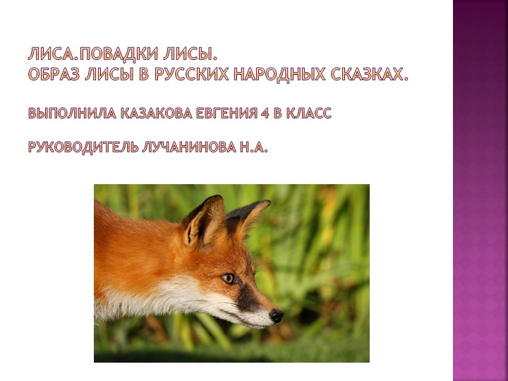 "Лиса. Повадки лисы. Образ лисы в русских народных сказках" Учебники, Презентации и Подготовка к Экзаменам для Школьников на Klass-Uchebnik.com
