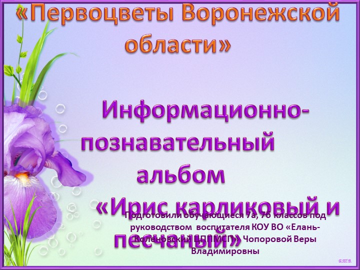 Презентация - Информационно-познавательный альбом "Ирис карликовый и песчаный" Учебники, Презентации и Подготовка к Экзаменам для Школьников на Klass-Uchebnik.com