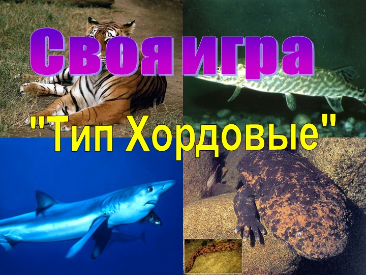 Презентация - игра "Тип хордовые" Учебники, Презентации и Подготовка к Экзаменам для Школьников на Klass-Uchebnik.com