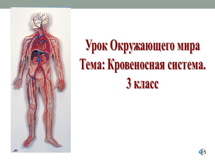 Презентация на тему "Кровеносная сиситема" Учебники, Презентации и Подготовка к Экзаменам для Школьников на Klass-Uchebnik.com