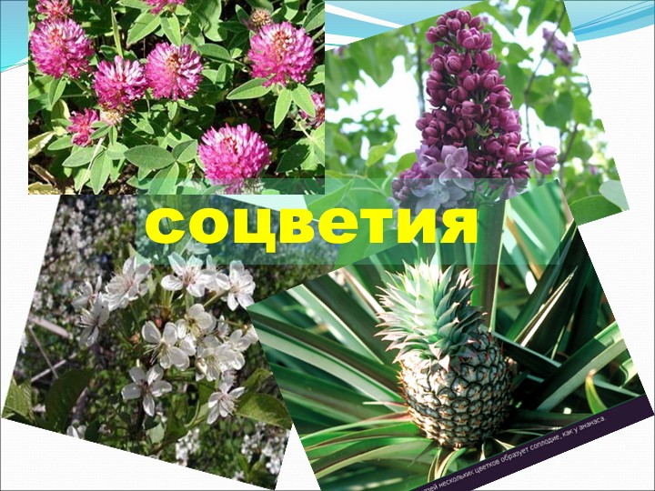 Презентация по теме "Соцветия" 6 класс Учебники, Презентации и Подготовка к Экзаменам для Школьников на Klass-Uchebnik.com