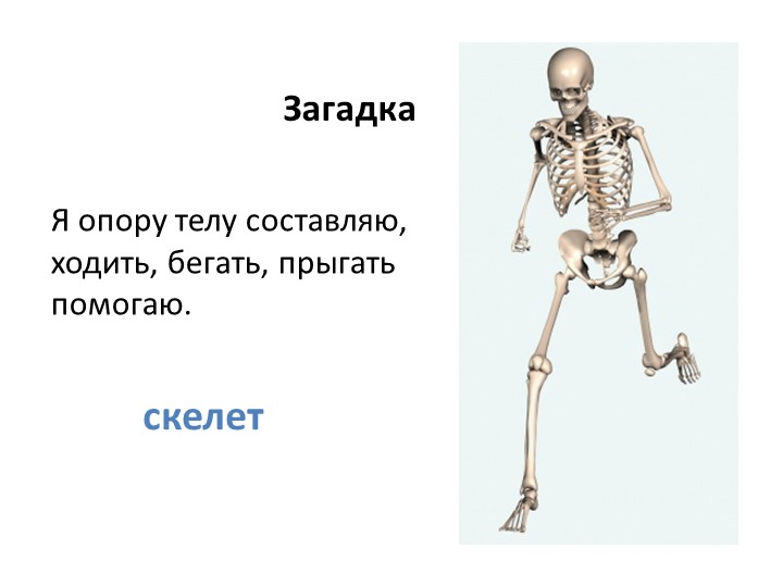 Презентация по миру природы и человека по теме: "Для чего нужен скелет человека". Учебники, Презентации и Подготовка к Экзаменам для Школьников на Klass-Uchebnik.com