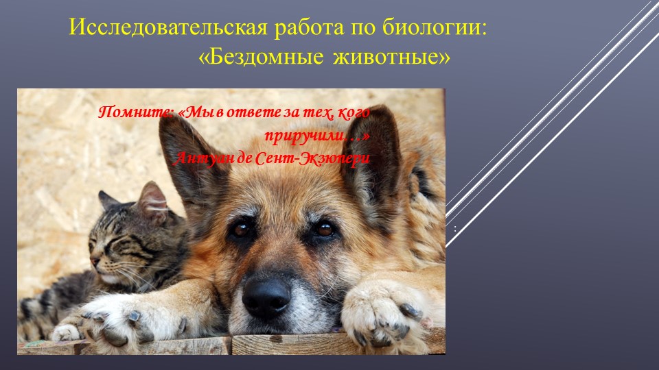 Исследовательская работа по теме "Бездомные животные" Учебники, Презентации и Подготовка к Экзаменам для Школьников на Klass-Uchebnik.com