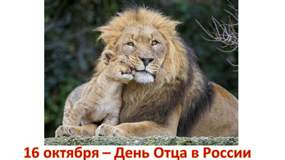 Презентация для "Разговоров о важном", День Отца, 7 класс Учебники, Презентации и Подготовка к Экзаменам для Школьников на Klass-Uchebnik.com