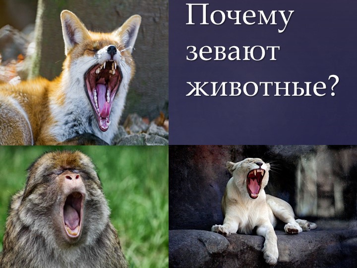 Презентация на тему: "Почему зевают животные" Учебники, Презентации и Подготовка к Экзаменам для Школьников на Klass-Uchebnik.com