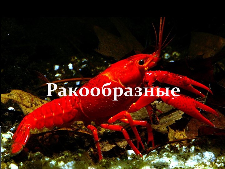 Презентация "Кто такие ракообразные? И почему их называют санитарами водоёма?" Учебники, Презентации и Подготовка к Экзаменам для Школьников на Klass-Uchebnik.com