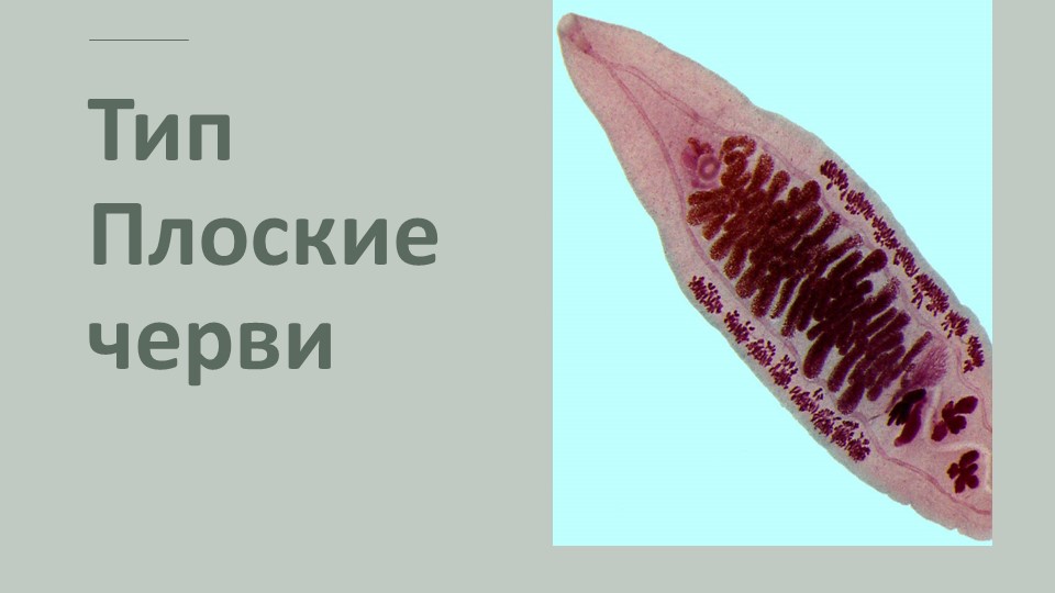 Презентация по биологии на тему "Тип Плоские черви" 7 класс Учебники, Презентации и Подготовка к Экзаменам для Школьников на Klass-Uchebnik.com