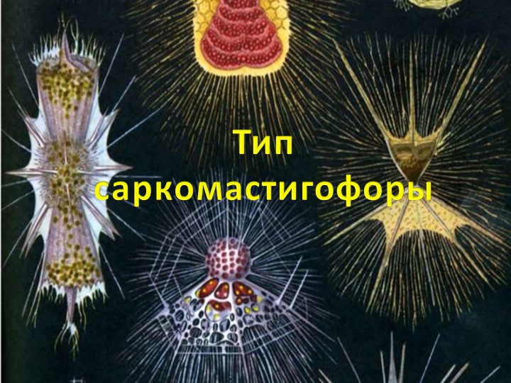 Презентация по биологии "Тип Саркомастигофоры" (7 класс) Учебники, Презентации и Подготовка к Экзаменам для Школьников на Klass-Uchebnik.com