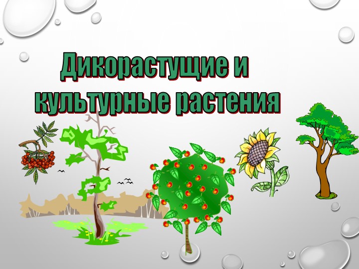 Презентация " Дикорастущие и культурные растения" Учебники, Презентации и Подготовка к Экзаменам для Школьников на Klass-Uchebnik.com