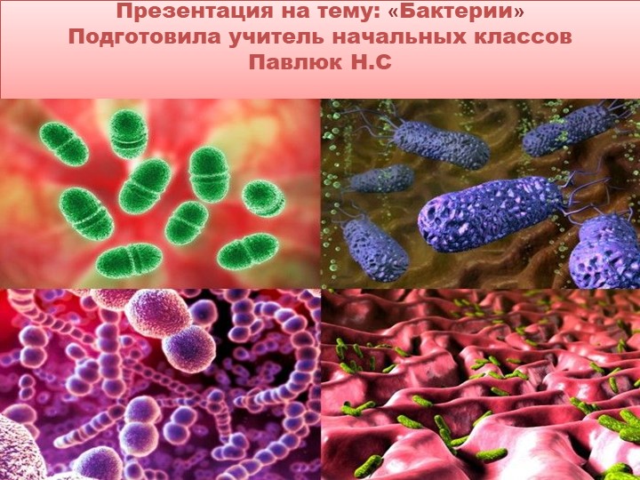Презентация "Презентация по теме бактерии" Учебники, Презентации и Подготовка к Экзаменам для Школьников на Klass-Uchebnik.com