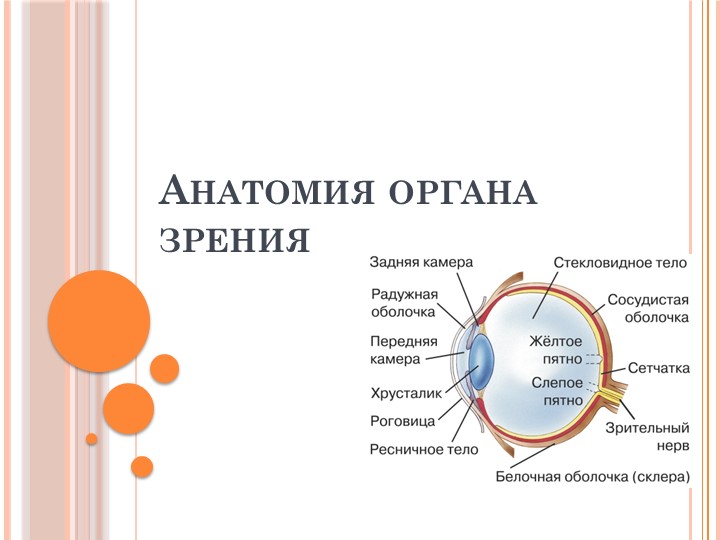 Презентация на тему: "Анатомия органа зрения" Учебники, Презентации и Подготовка к Экзаменам для Школьников на Klass-Uchebnik.com