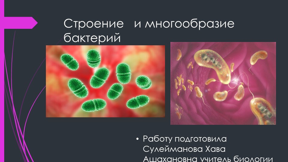 Презентация "Строение и многообразие бактерий" Учебники, Презентации и Подготовка к Экзаменам для Школьников на Klass-Uchebnik.com