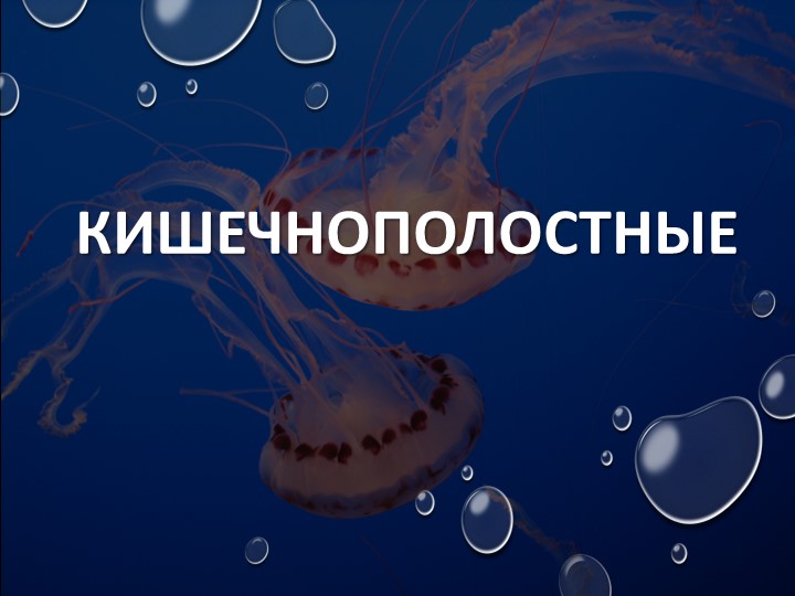 Презентация по биологии на тему "Кишечнополостные животные" 7 класс Учебники, Презентации и Подготовка к Экзаменам для Школьников на Klass-Uchebnik.com