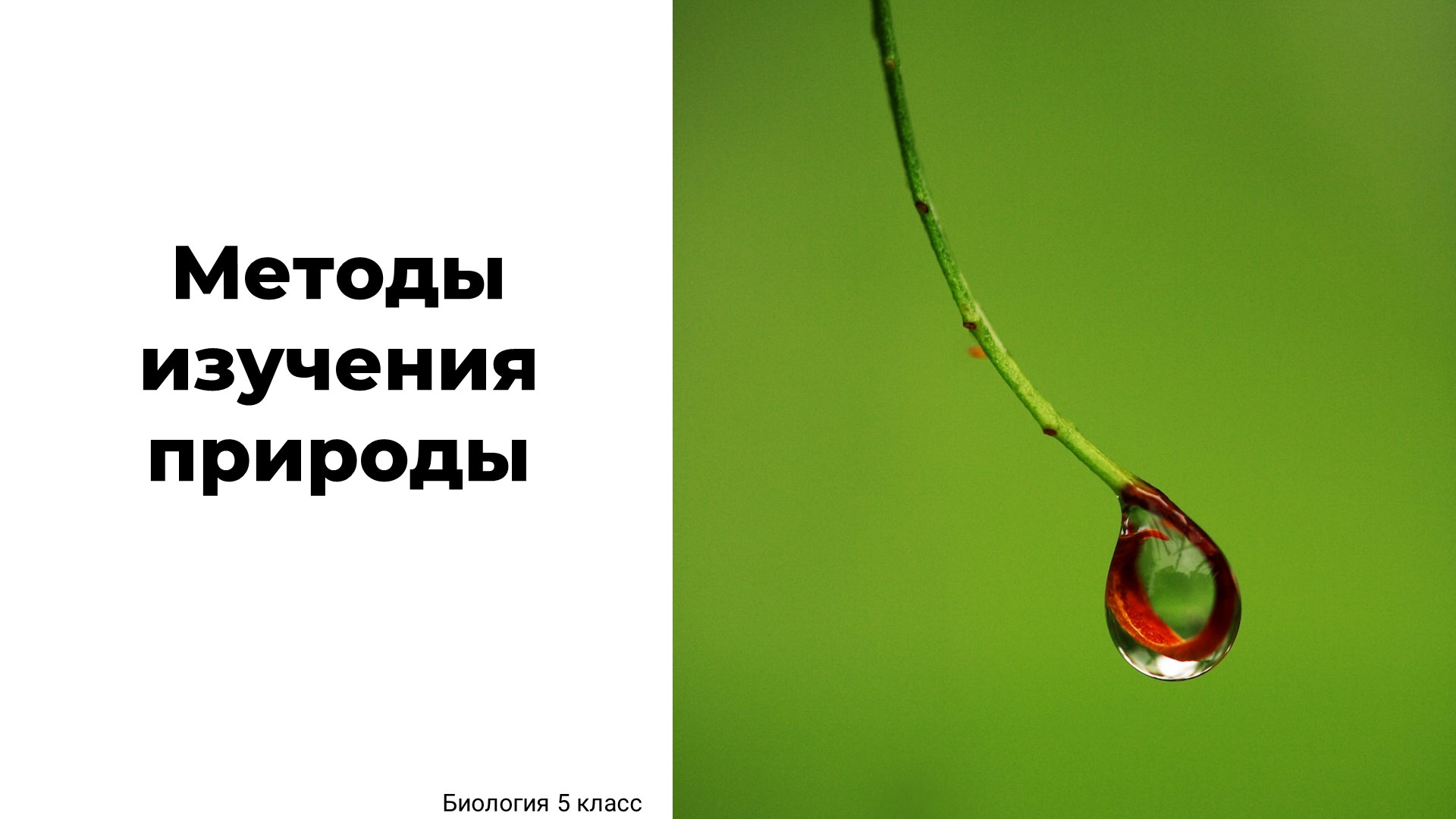 Методы изучения живой природы Учебники, Презентации и Подготовка к Экзаменам для Школьников на Klass-Uchebnik.com