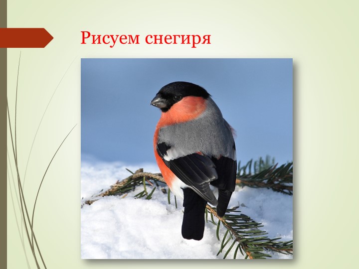 Поэтапное рисование снегиря (3 класс). Учебники, Презентации и Подготовка к Экзаменам для Школьников на Klass-Uchebnik.com