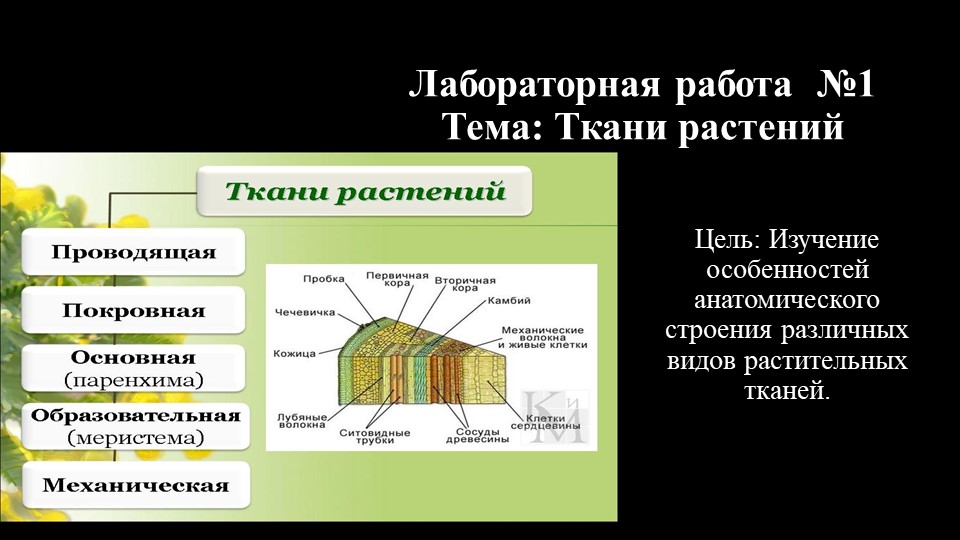 Презентация по ботанике на тему "Анатомическое строение тканей" (для СПО) Учебники, Презентации и Подготовка к Экзаменам для Школьников на Klass-Uchebnik.com