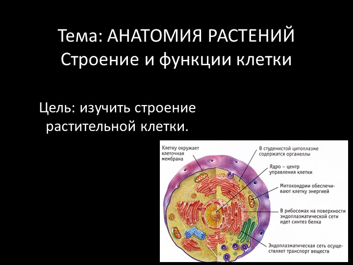 Презентация по ботанике на тему "Анатомическое строение клетки" (для СПО) Учебники, Презентации и Подготовка к Экзаменам для Школьников на Klass-Uchebnik.com