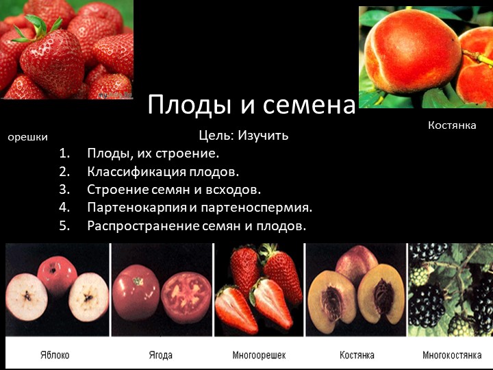 Презентация по ботанике на тему "Морфологическое строение плодов и семян" (для СПО) Учебники, Презентации и Подготовка к Экзаменам для Школьников на Klass-Uchebnik.com