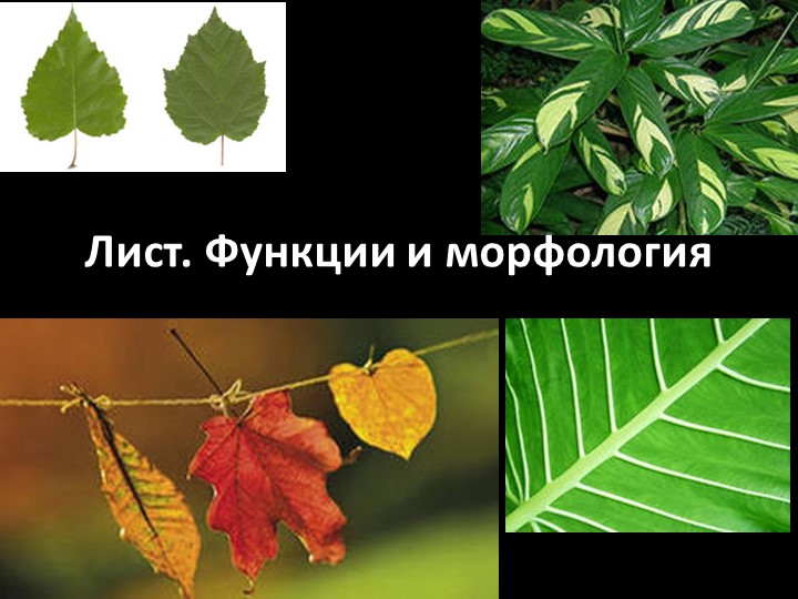 Презентация по ботанике на тему "Морфологическое строение листа" (для СПО) Учебники, Презентации и Подготовка к Экзаменам для Школьников на Klass-Uchebnik.com