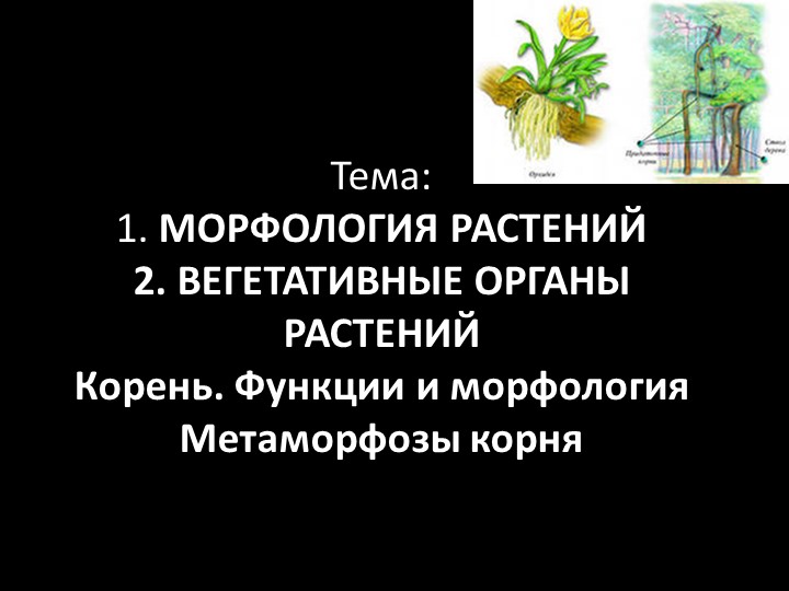 Презентация по ботанике на тему "Морфологическое строение корня" (для СПО) Учебники, Презентации и Подготовка к Экзаменам для Школьников на Klass-Uchebnik.com