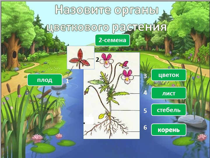 Урок биологии в 5 классе «Значение растений в природе и жизни человека» Учебники, Презентации и Подготовка к Экзаменам для Школьников на Klass-Uchebnik.com