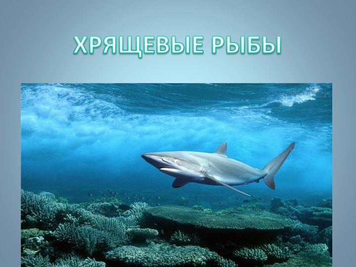 Презентация по биологии на тему "Хрящевые рыбы" Учебники, Презентации и Подготовка к Экзаменам для Школьников на Klass-Uchebnik.com