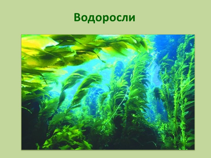 Презентация по биологии на тему "Водоросли" Учебники, Презентации и Подготовка к Экзаменам для Школьников на Klass-Uchebnik.com