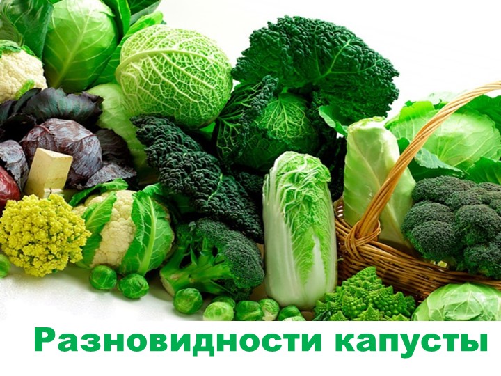 Презентация "Разновидности капусты" для детей подготовительной к школе группы. Учебники, Презентации и Подготовка к Экзаменам для Школьников на Klass-Uchebnik.com