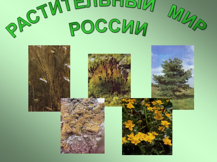 " Растительный мир России"( 7 класс) Учебники, Презентации и Подготовка к Экзаменам для Школьников на Klass-Uchebnik.com