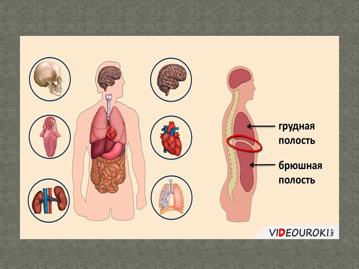 Презентация к уроку " Клеточное строение организма" Учебники, Презентации и Подготовка к Экзаменам для Школьников на Klass-Uchebnik.com